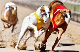 Dog races